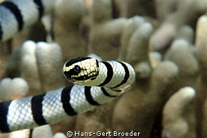 Sea Snake
Bunaken, Sulawesi, Indonesia, 
Nikon D300S, m... by Hans-Gert Broeder 